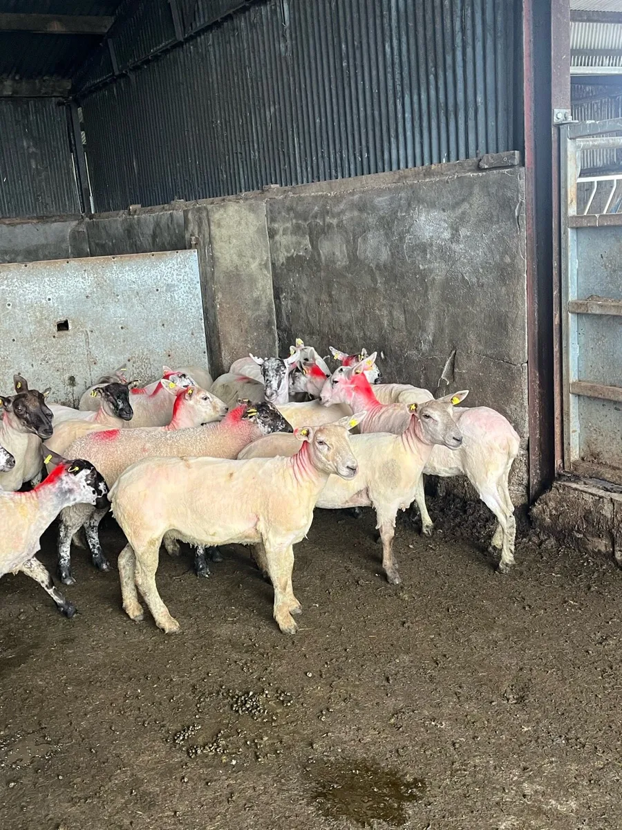 💥20 smashing speckle faced ewe hoggets 💥 - Image 2