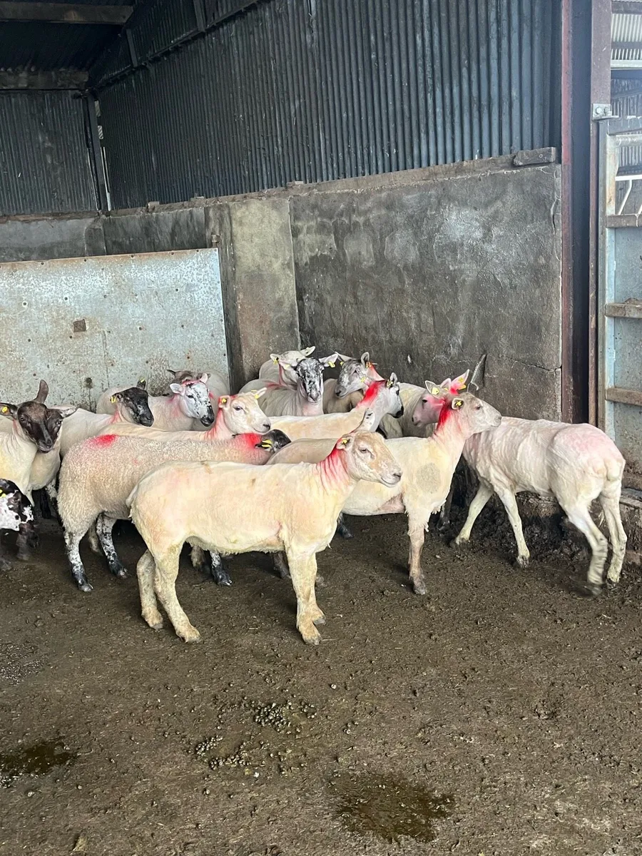 💥20 smashing speckle faced ewe hoggets 💥 - Image 3