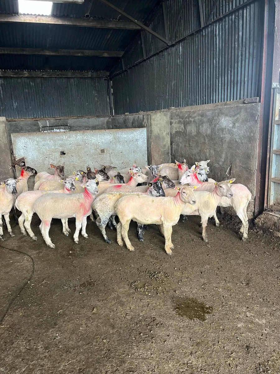 💥20 smashing speckle faced ewe hoggets 💥 - Image 4