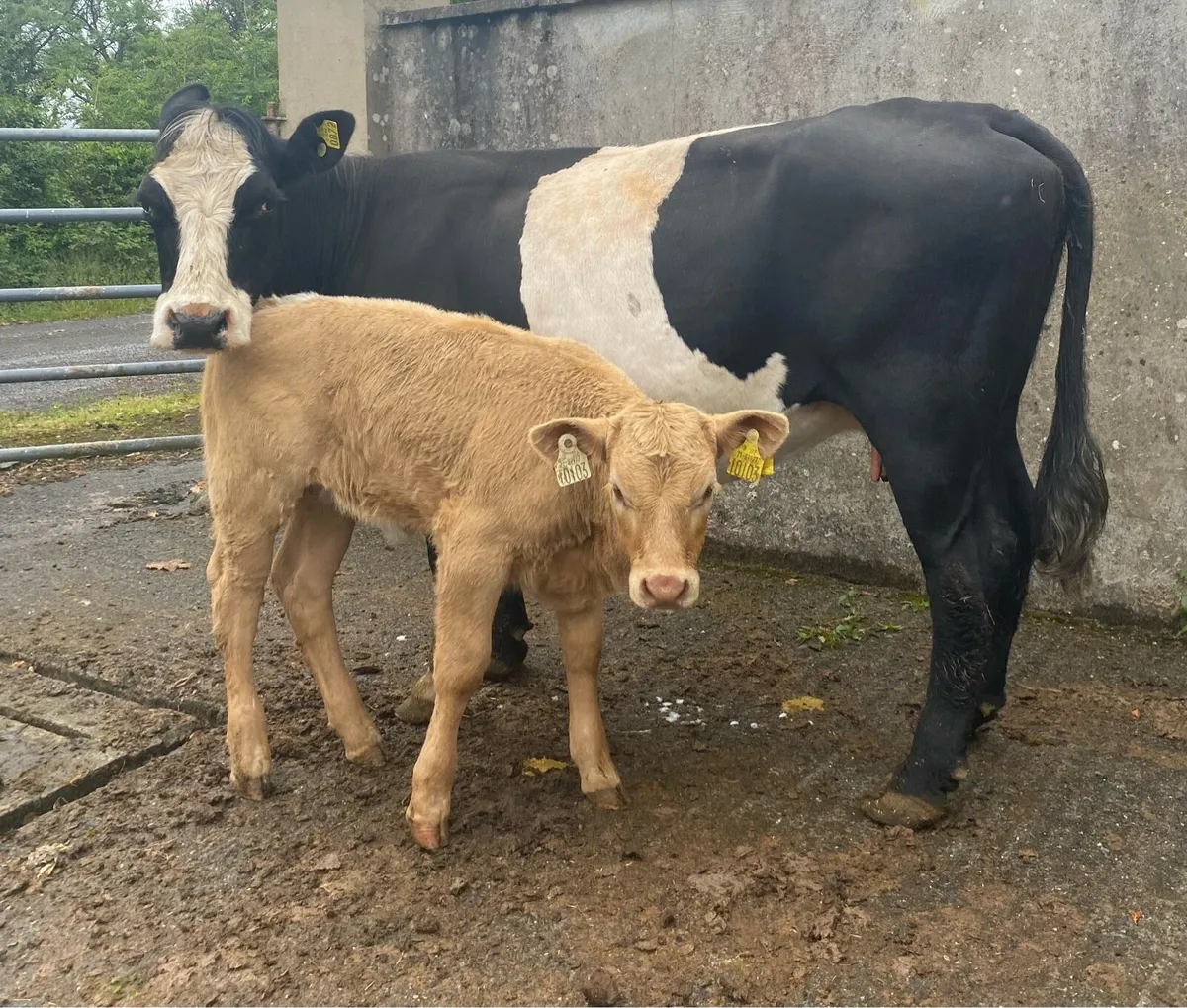 ⭐️Black cow and Charolais Heifer Calf⭐️ - Image 1