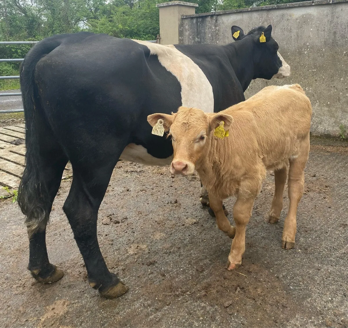 ⭐️Black cow and Charolais Heifer Calf⭐️ - Image 2