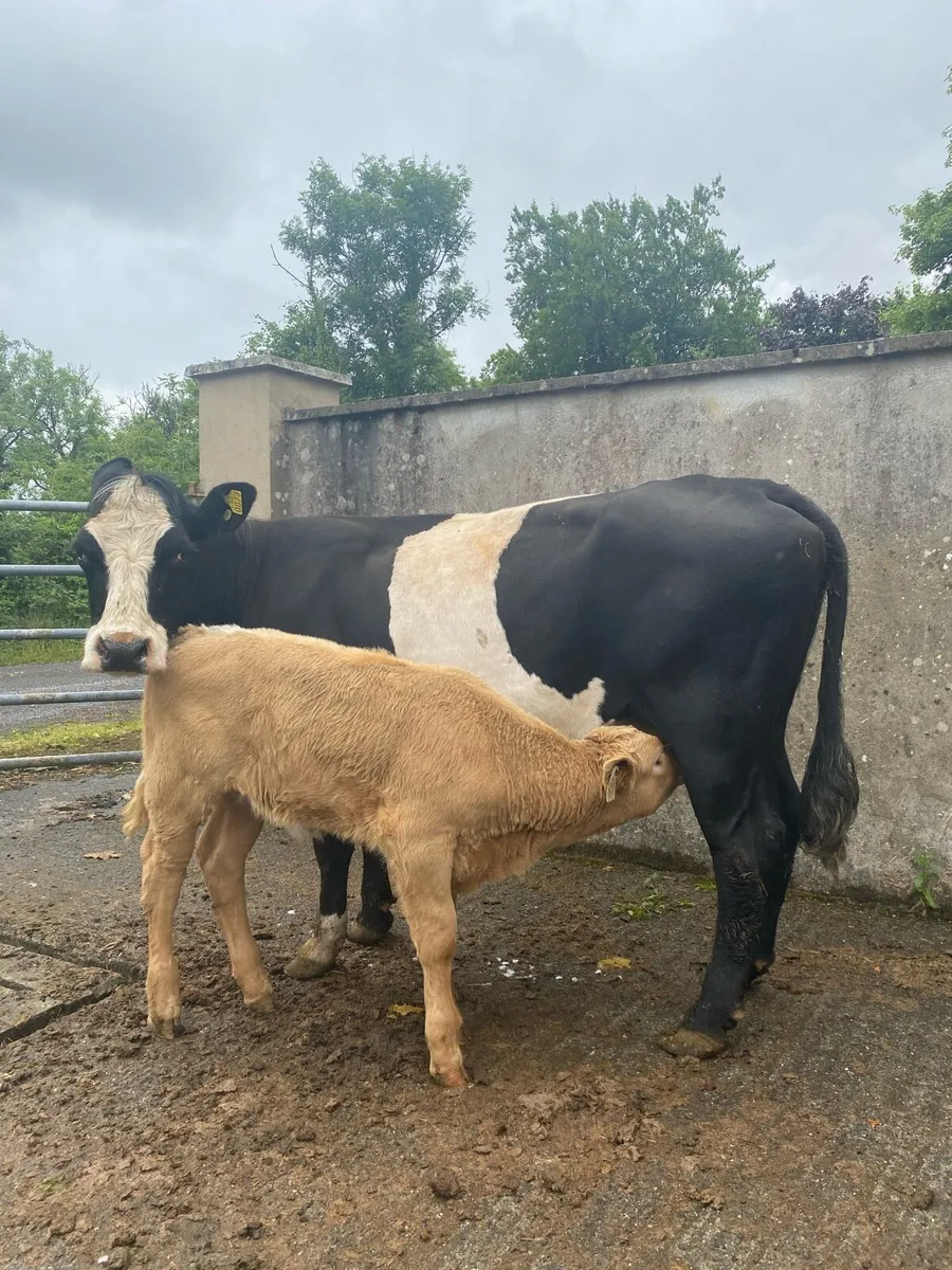 ⭐️Black cow and Charolais Heifer Calf⭐️ - Image 3