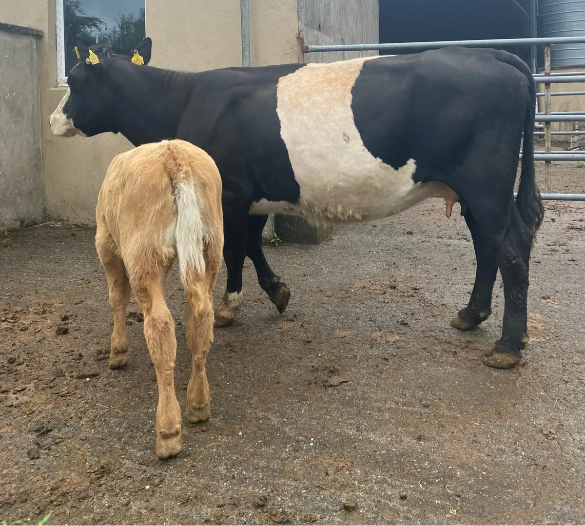 ⭐️Black cow and Charolais Heifer Calf⭐️ - Image 4
