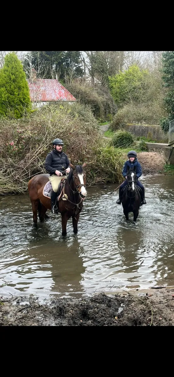 Gentleman 4 year Cornet Obolensky gelding - Image 2