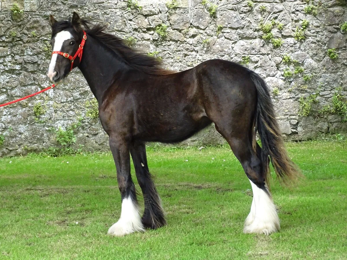 Top class Kerry man filly - Image 1