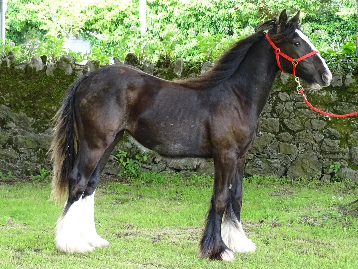 Top class Kerry man filly - Image 2
