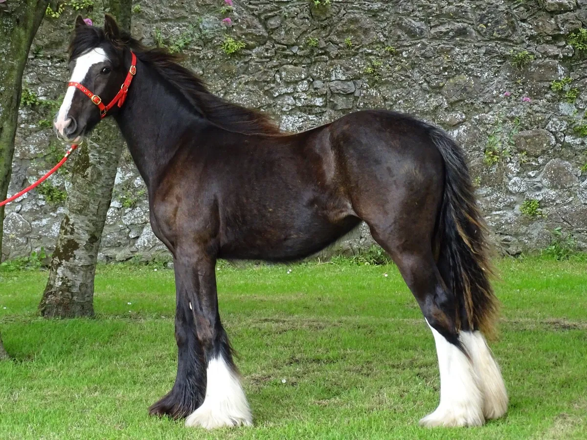 Top class Kerry man filly - Image 4