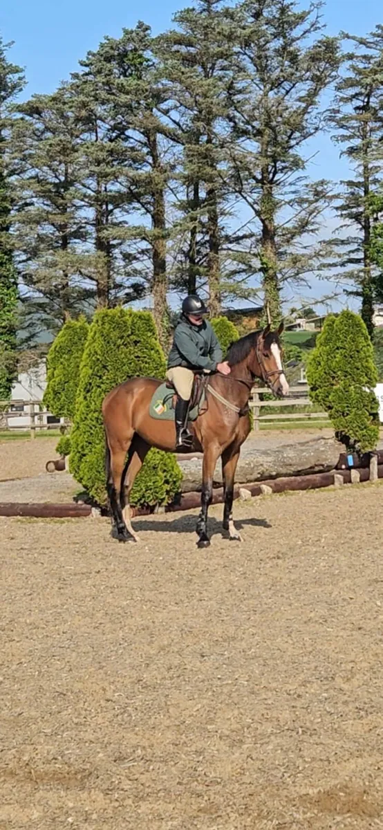 Gentleman 4 year Cornet Obolensky gelding - Image 4