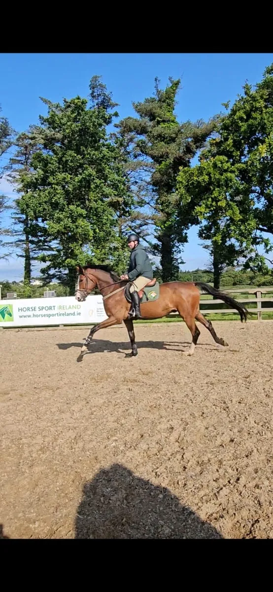 Gentleman 4 year Cornet Obolensky gelding - Image 3
