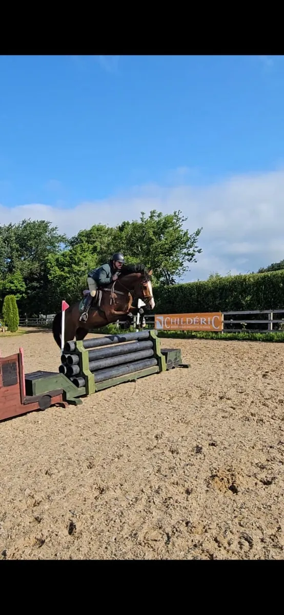 Gentleman 4 year Cornet Obolensky gelding - Image 1
