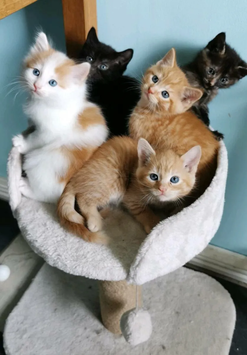 Indoor kittens! - Image 1