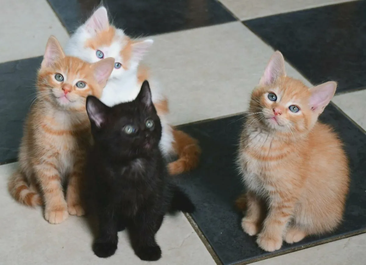 Indoor kittens! - Image 2