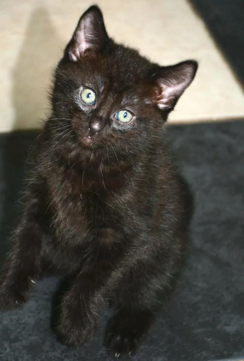 Indoor kittens! - Image 3