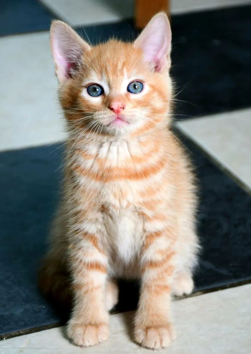 Indoor kittens! - Image 4