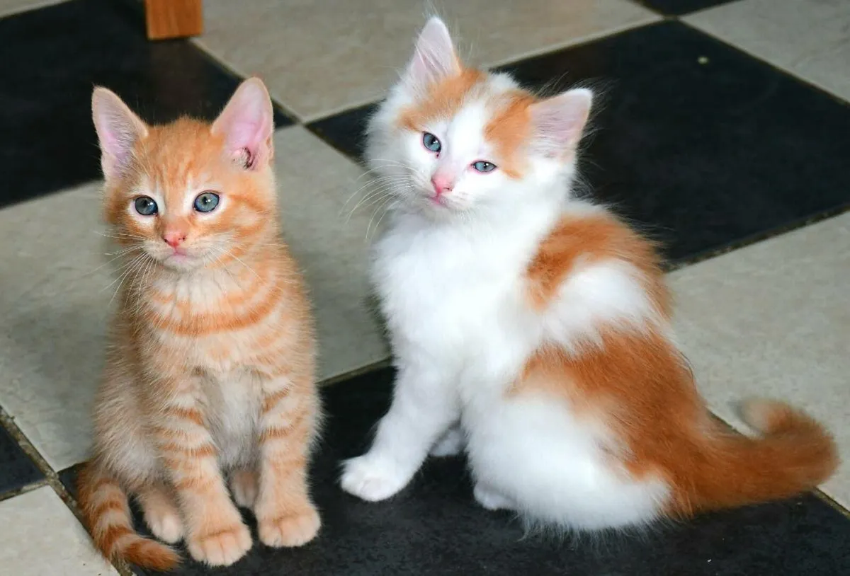 Indoor kittens! Only 2 left!!! - Image 4