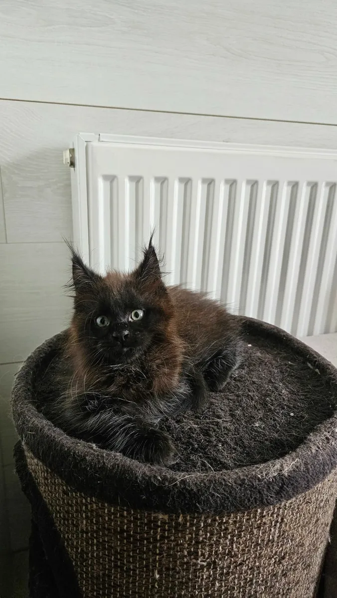 Maine Coon - Image 2