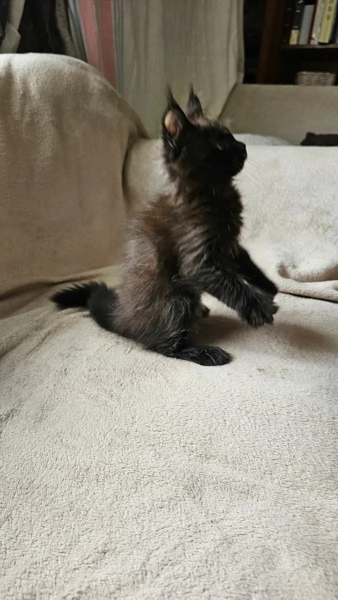 Maine Coon - Image 3
