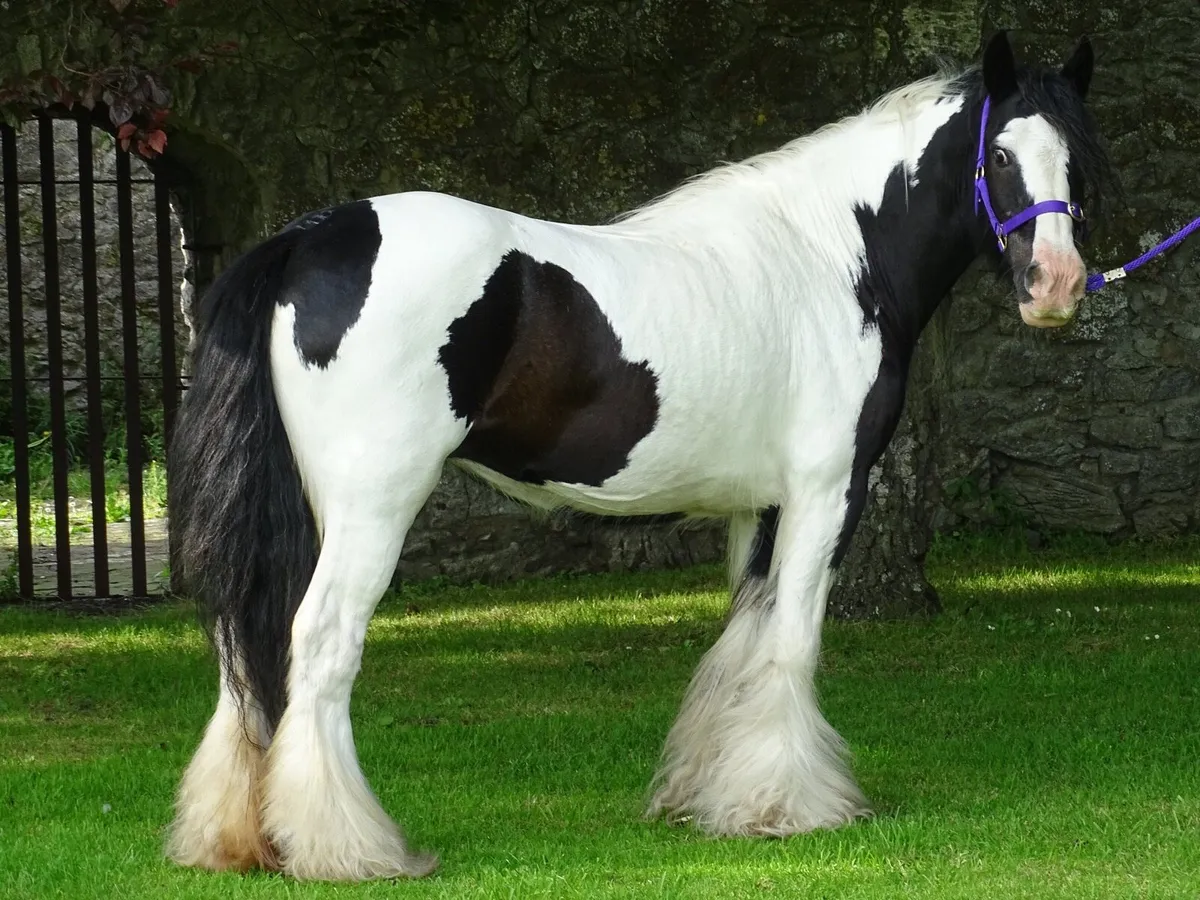 Top class mare for sale - Image 1