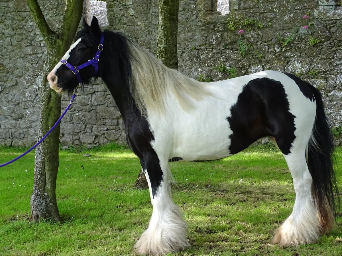Top class mare for sale - Image 2