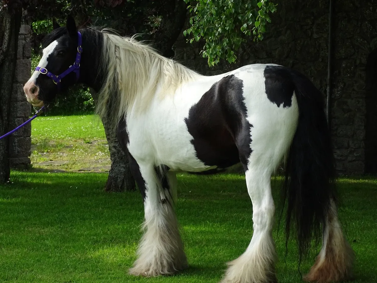 Top class mare for sale - Image 3