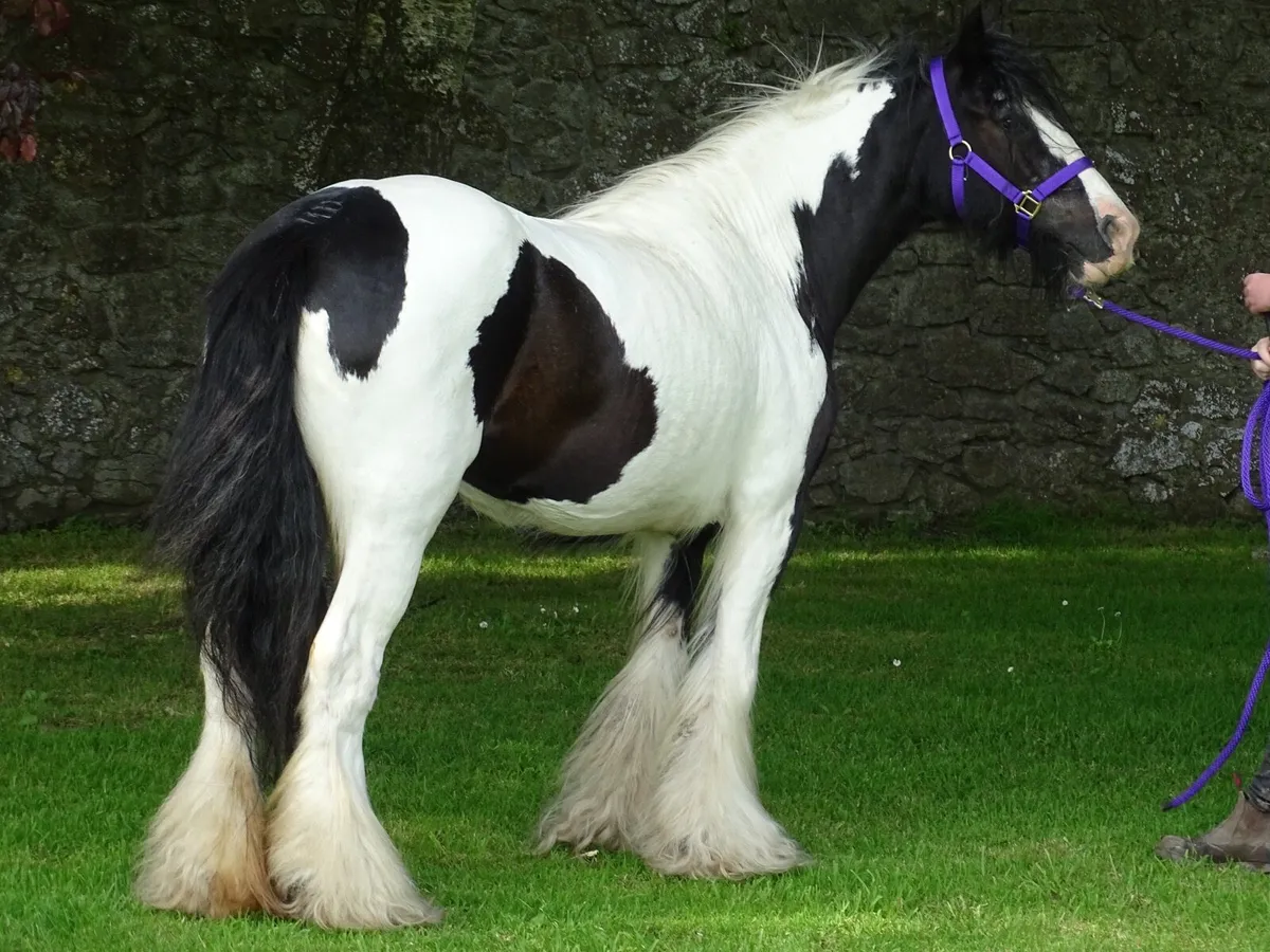 Top class mare for sale - Image 4