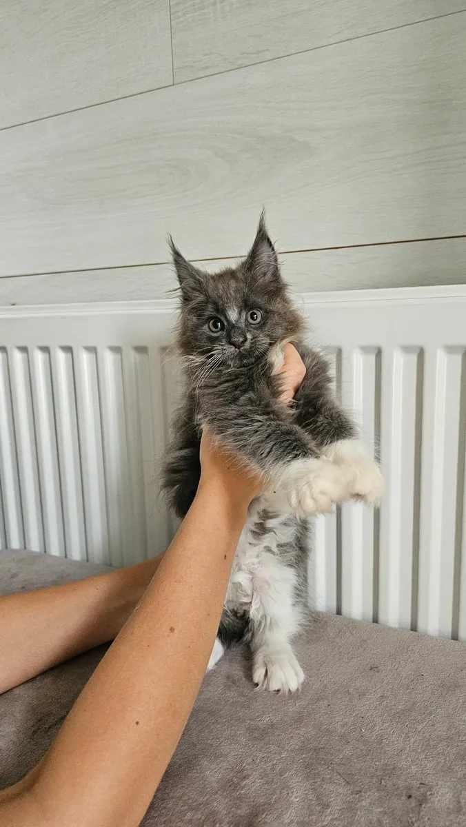 Maine Coon - Image 1
