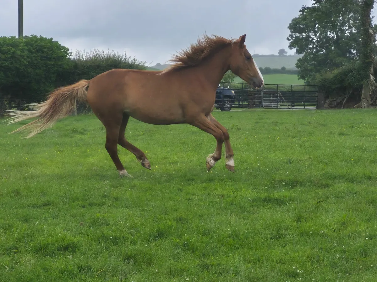 Horses - Image 2