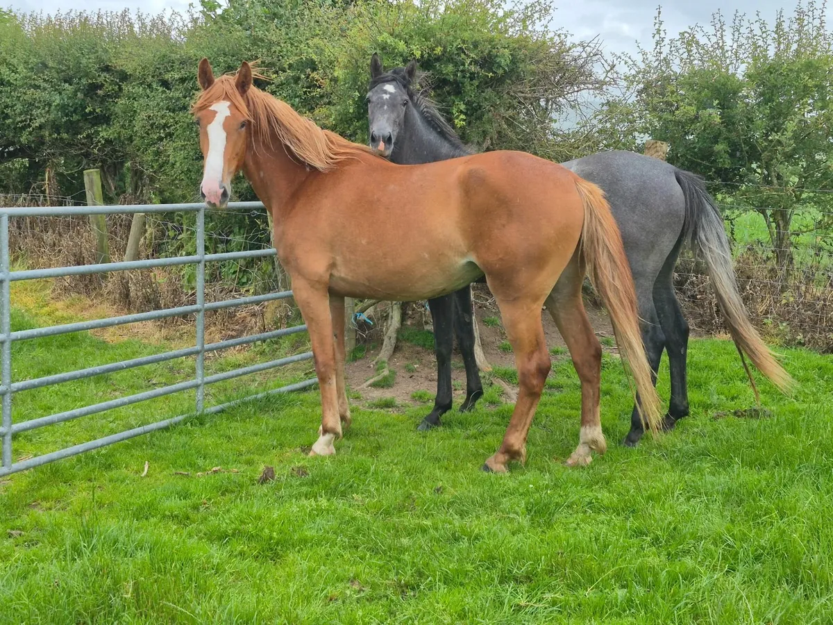 Horses - Image 3