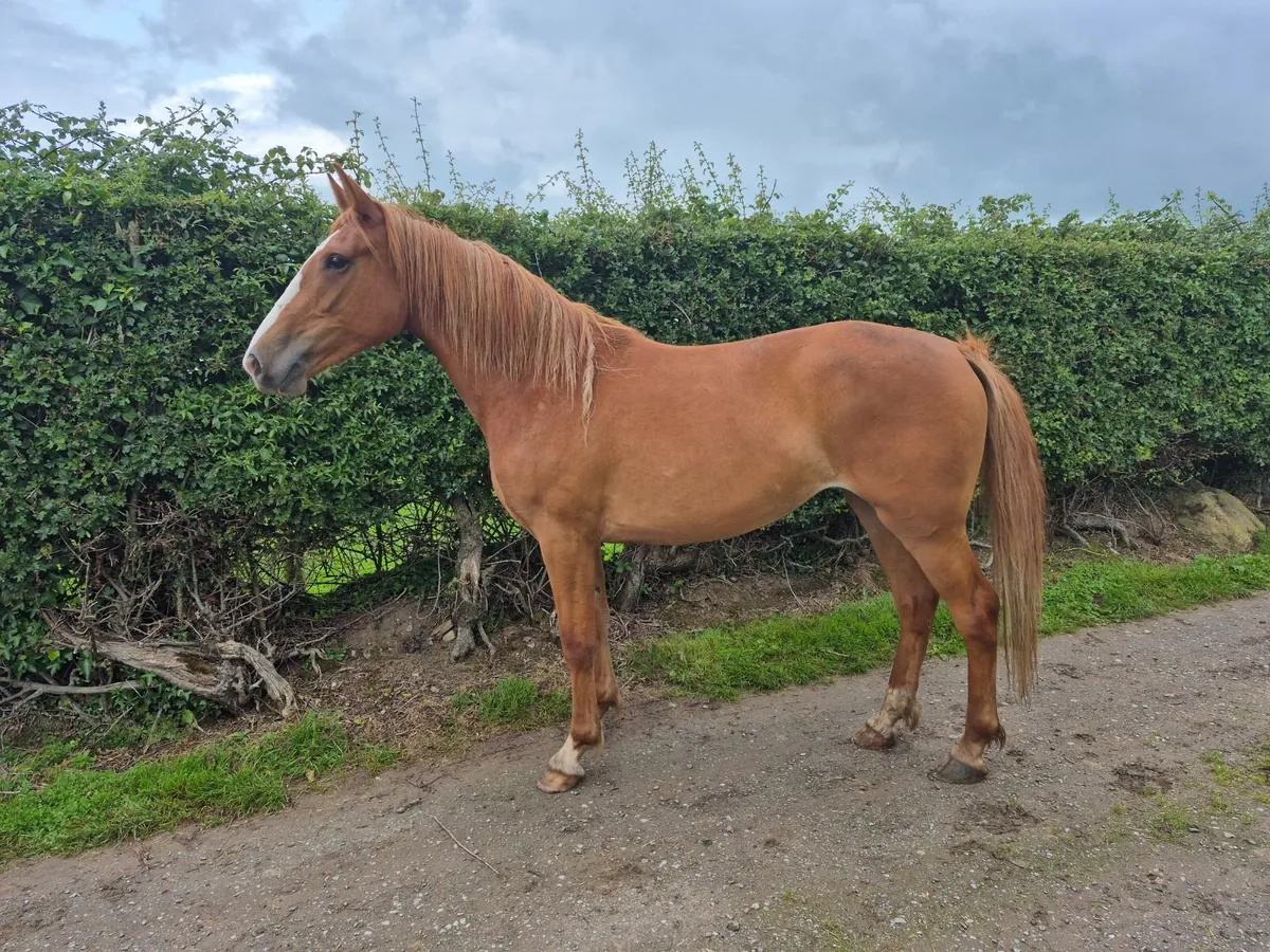Horses - Image 1