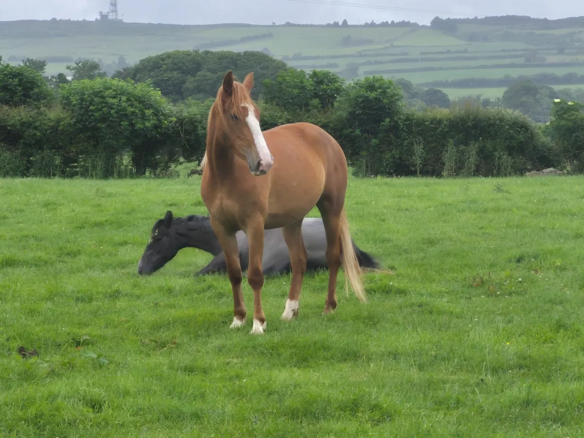 Horses - Image 4