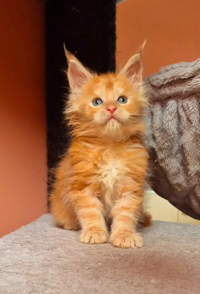 Maine coon kittens gccf reg - Image 3