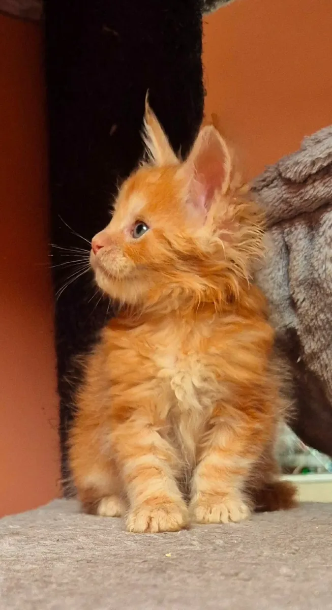 Maine coon kittens gccf reg - Image 4