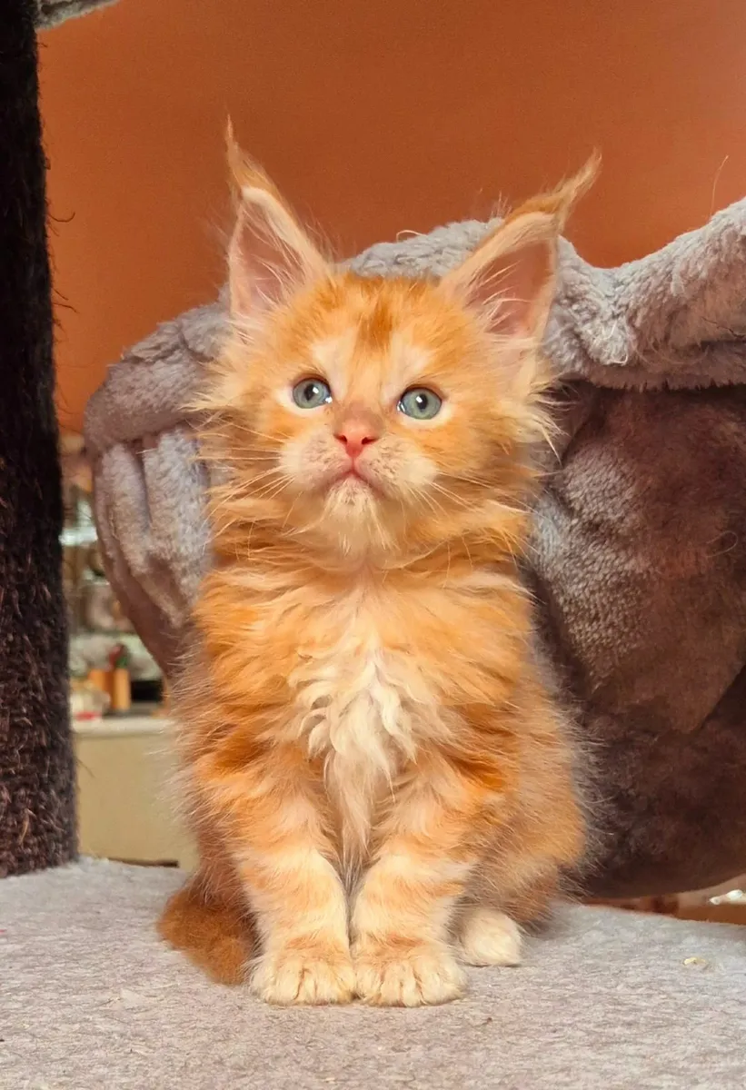 Maine coon kittens gccf reg - Image 2