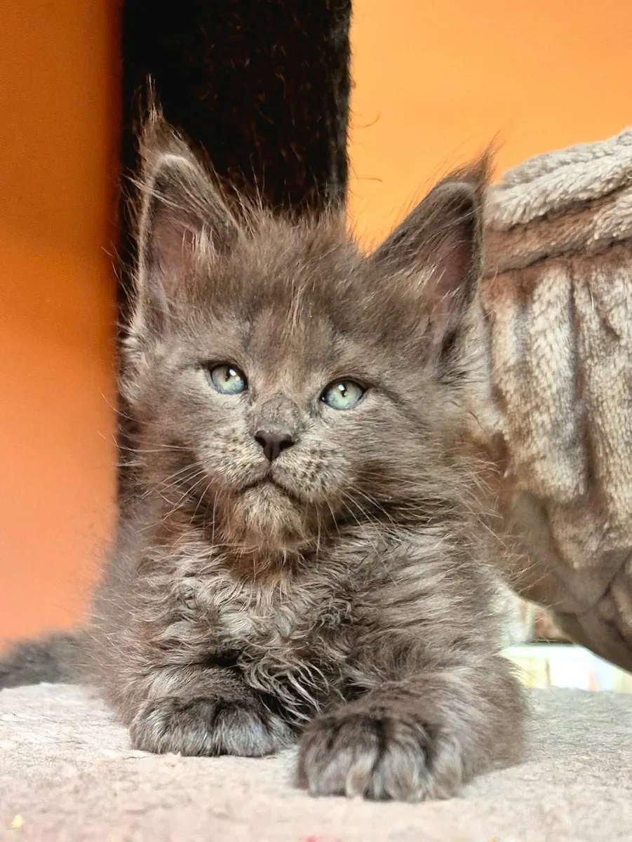 Maine coon kittens gccf reg - Image 1