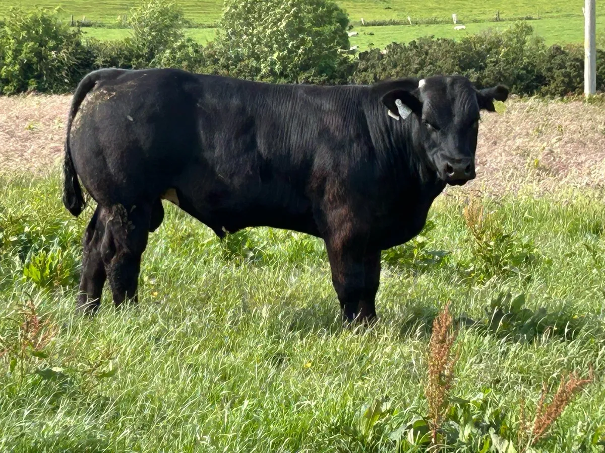 Hybrid Blue x Limousin bulls - Image 1