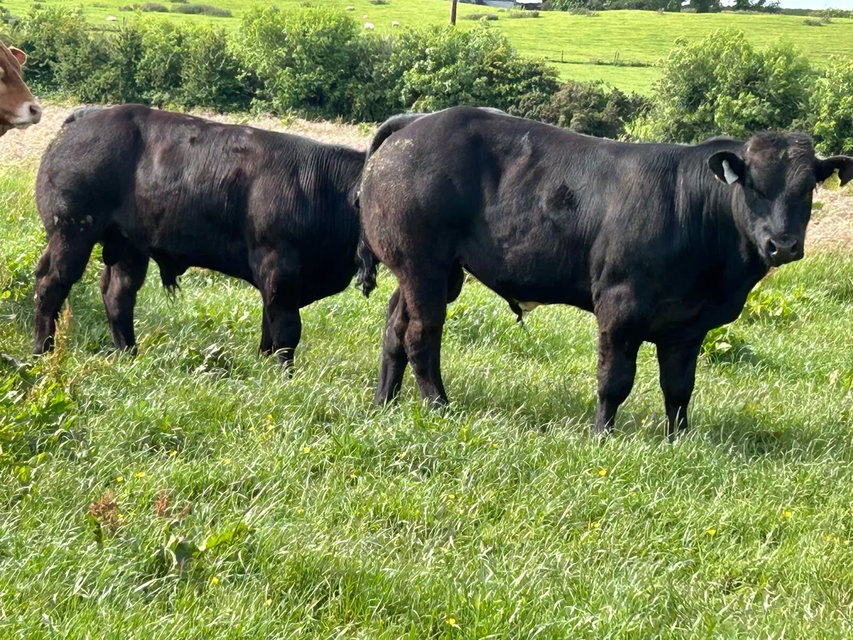 Hybrid Blue x Limousin bulls - Image 2