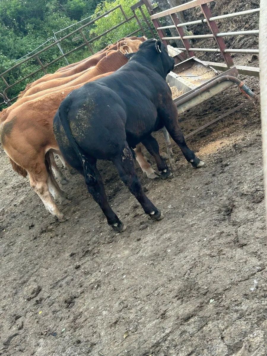 Hybrid Blue x Limousin bulls - Image 4