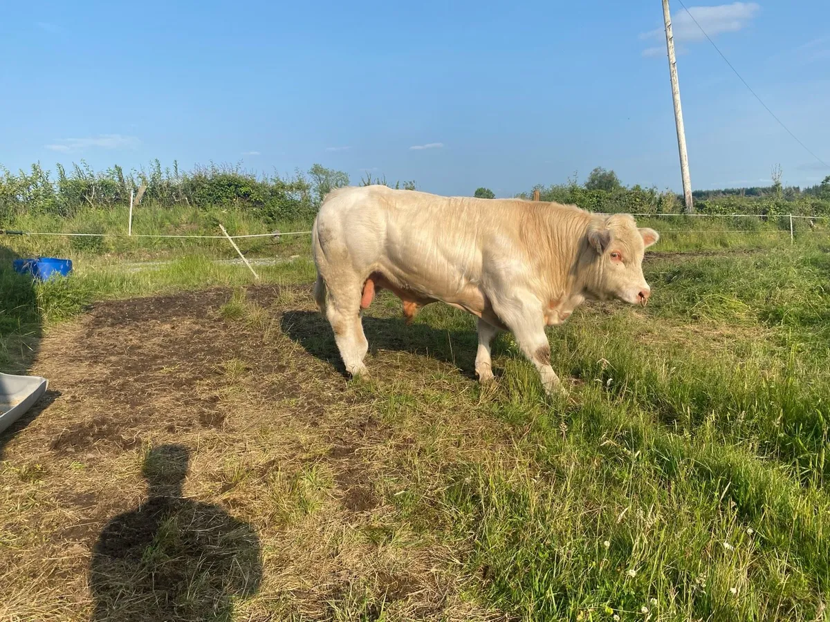 Charolais bull - Image 2