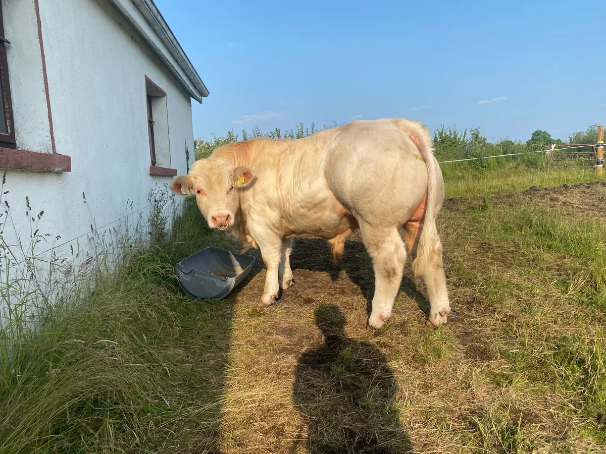Charolais bull - Image 3