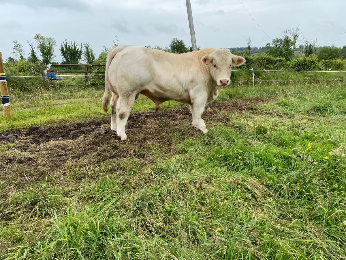 Charolais bull - Image 4