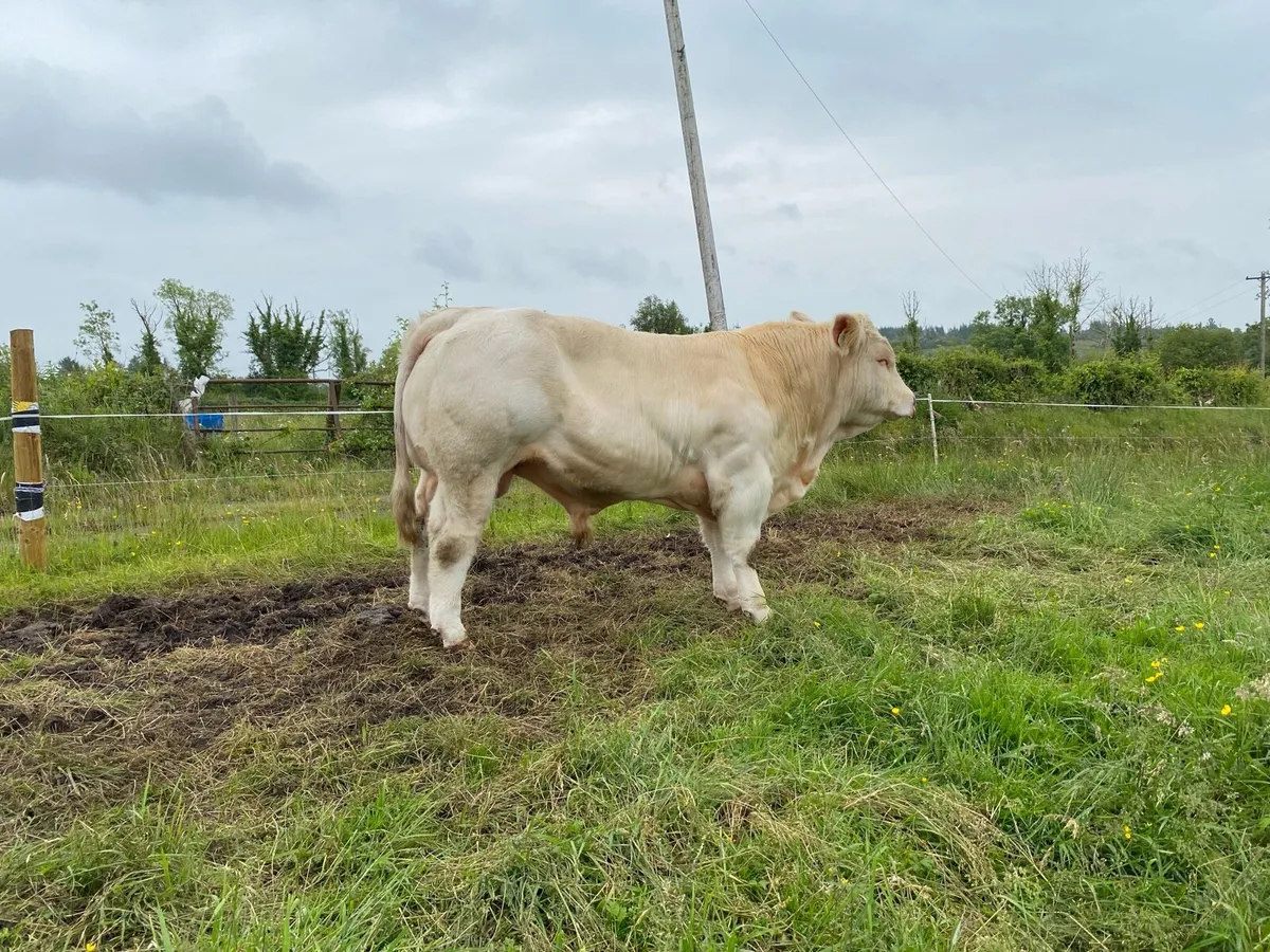 Charolais bull - Image 1