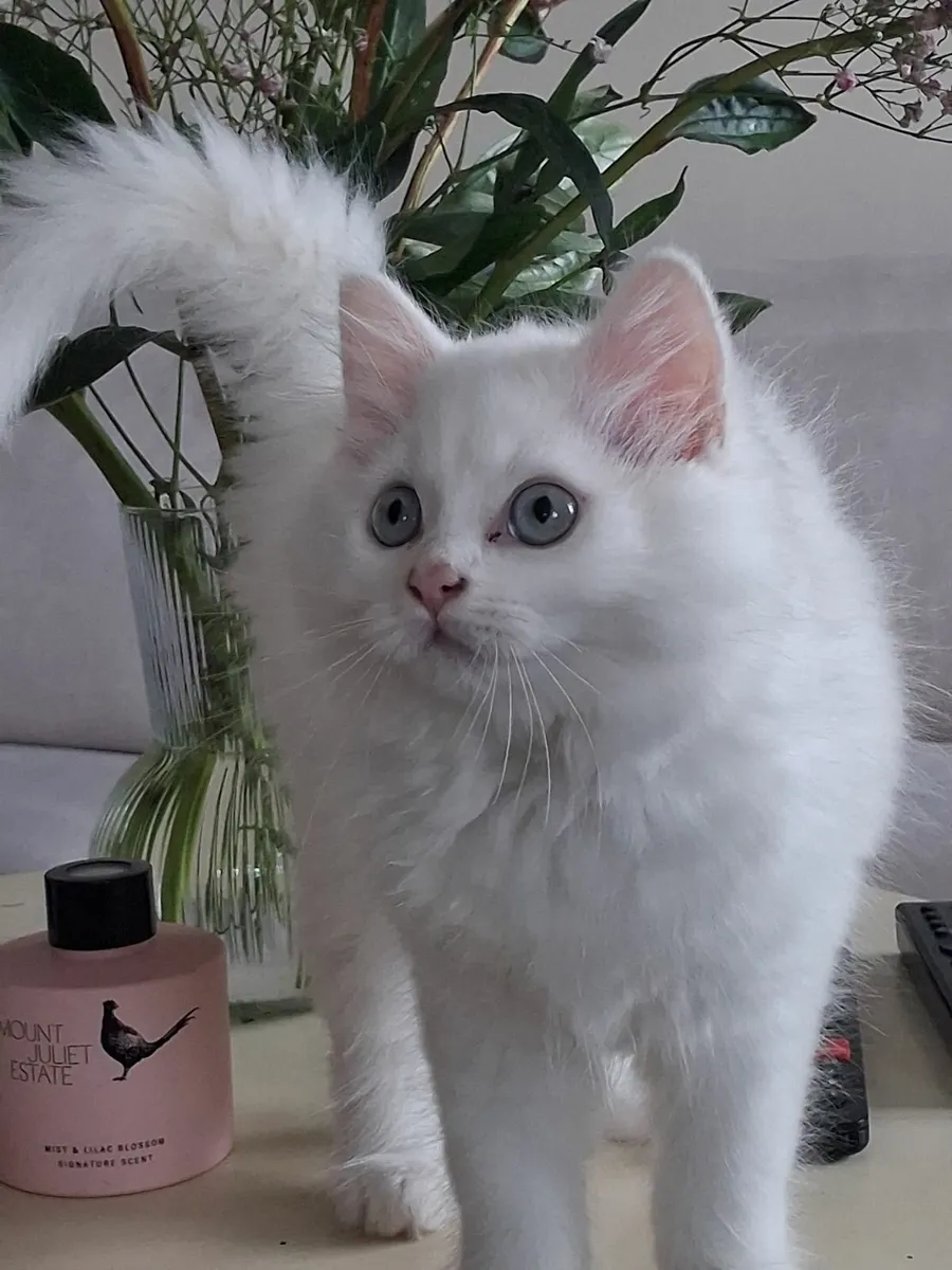 Beautiful kittens - Image 1