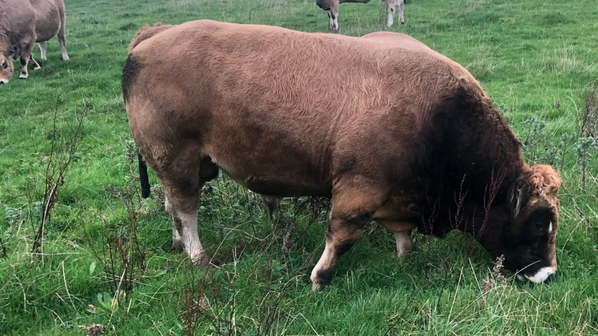 Aubrac - Image 1
