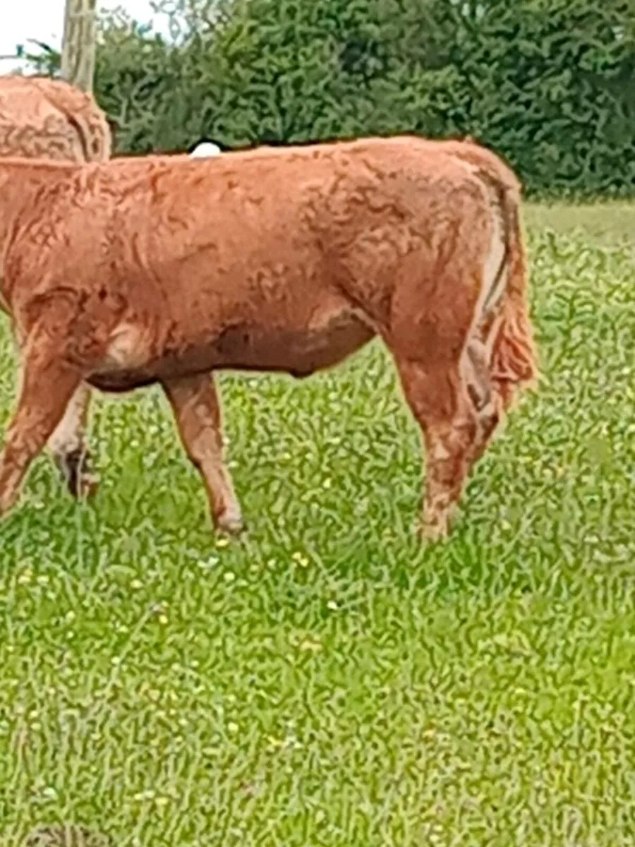 Heifers - Image 1