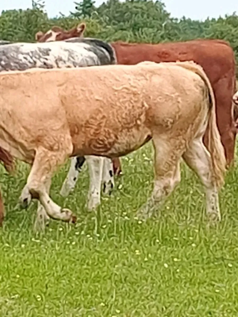 Heifers - Image 2