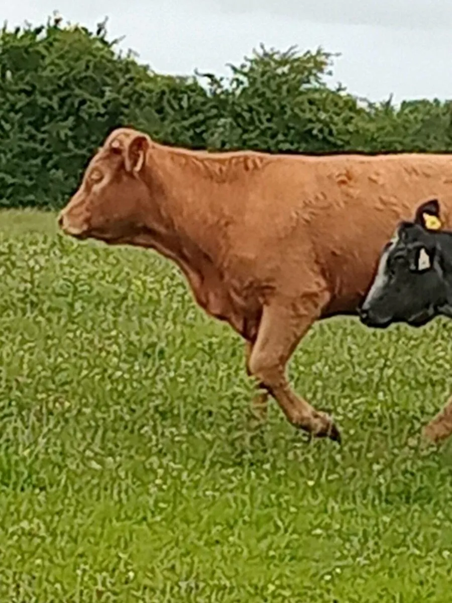 Heifers - Image 3