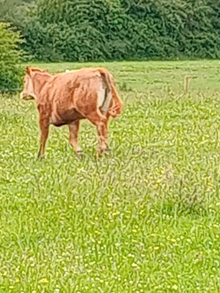 Heifers - Image 4