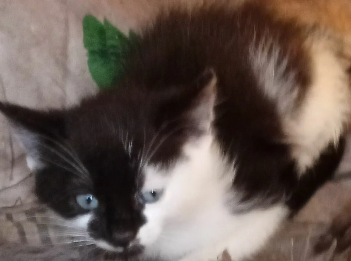 Cats - Image 1