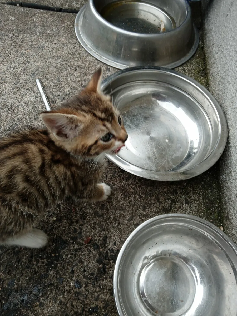 Cats - Image 2