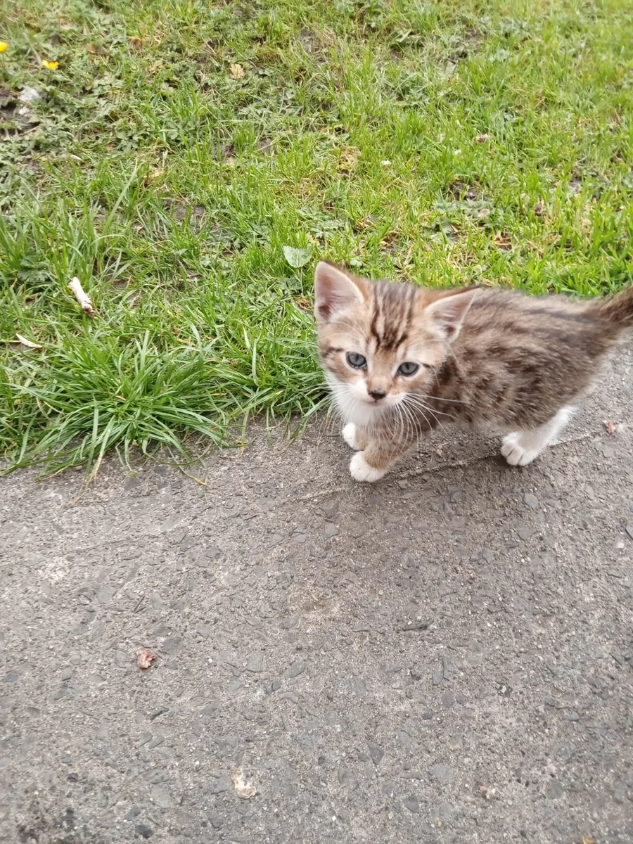 Cats - Image 3